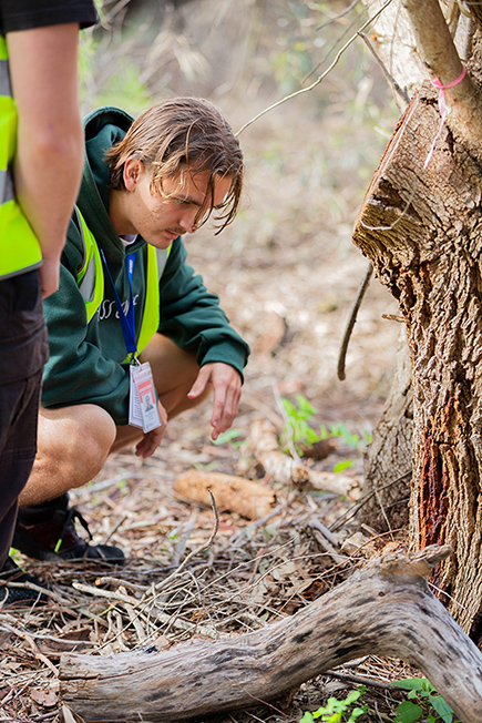 The City of Gosnells is assisting the Department of Primary Industries and Regional Development (DPIRD) to help stop the spread of the invasive pest Polyphagous shot-hole borer (PSHB)