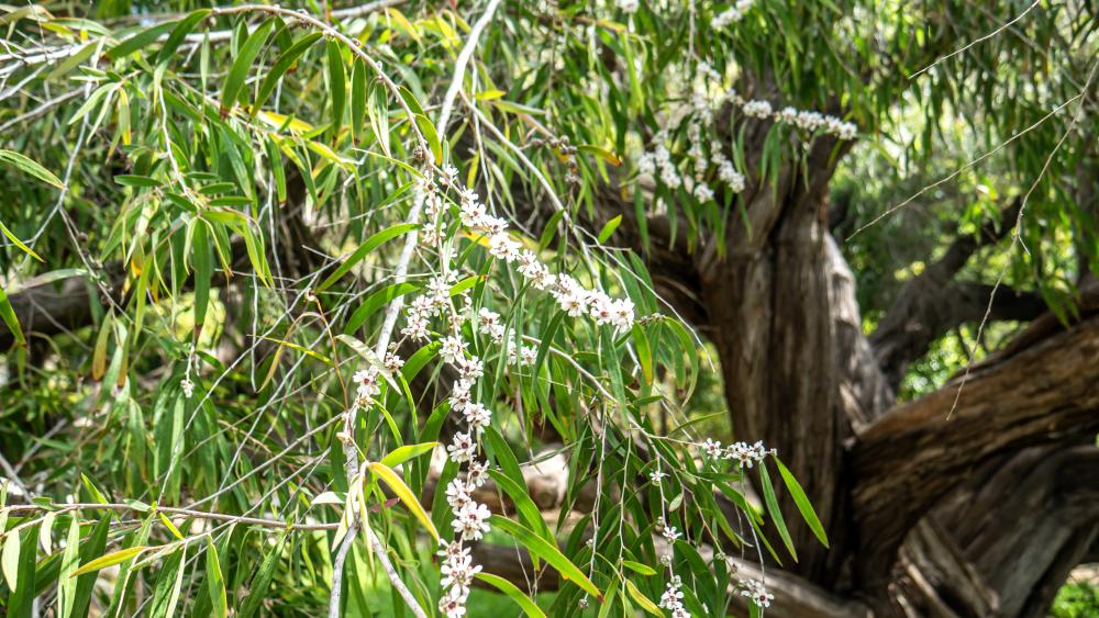 Small white flowers against backdrop of long thin green leaves and thick gnarled trunk