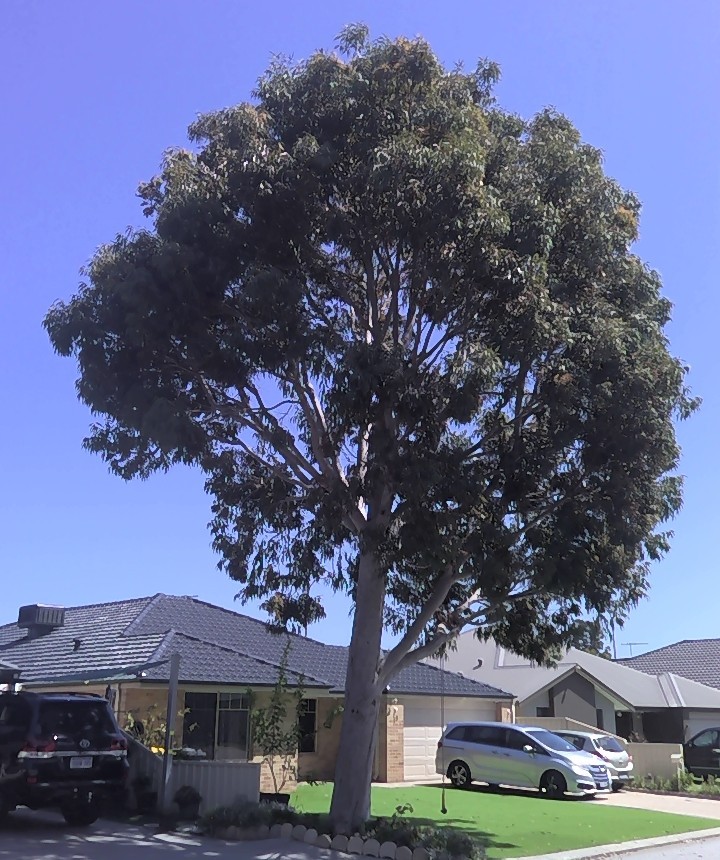 Tall tree on verge with pale trunk