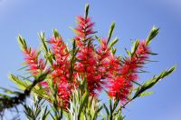 Red bottlebrush flowers pointing up to bright blue sky