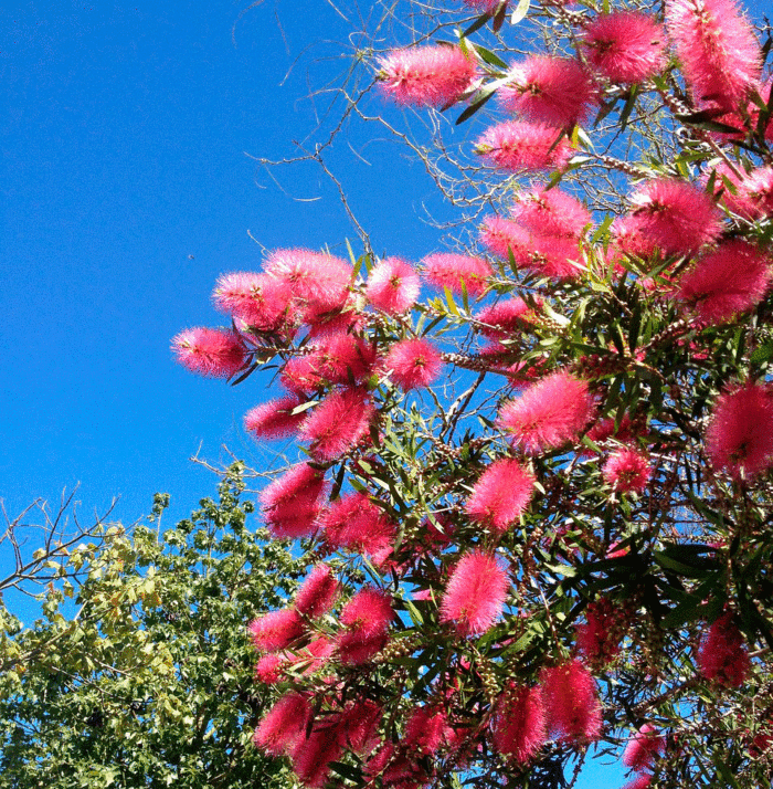 Bright pink coloured drooping bottlebrush flowers