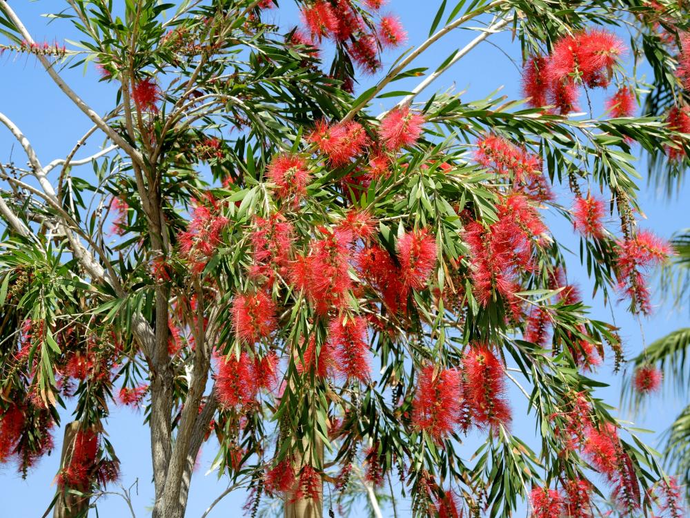 Red flowers appearing like bottlebrushes against backdrop of bright green leaves