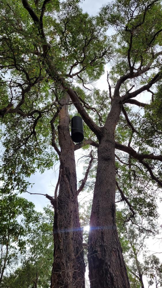 a cockatube artificial nesting hollow that has been installed by the City of Gosnells in Huntingdale.