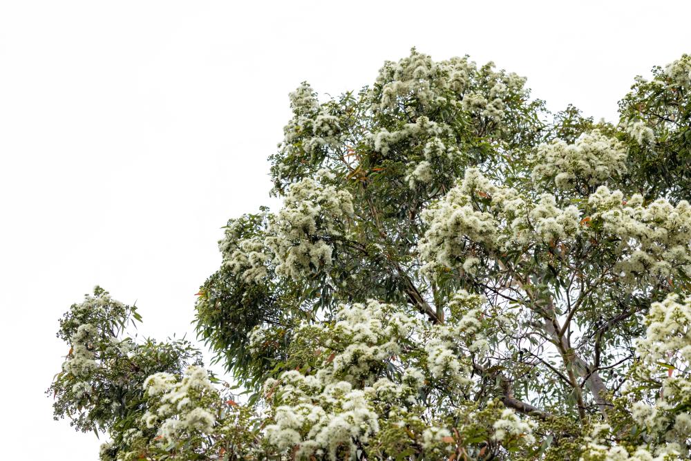 Masses of small white flowers over backdrop of tall tree with green leaves