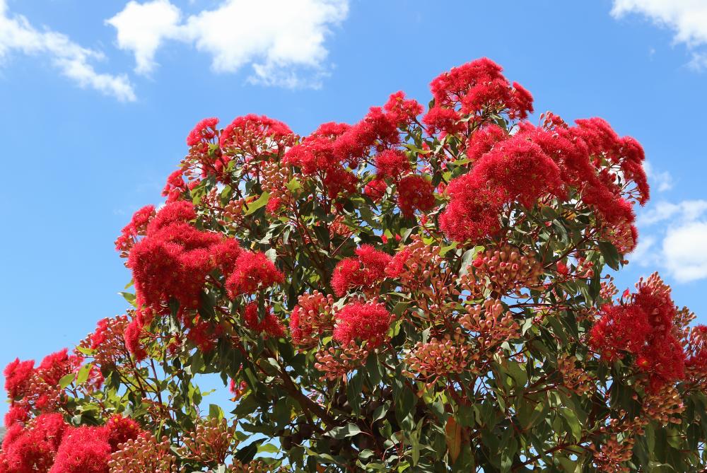 Masses of bright red flowers over green leaves pointing skyward