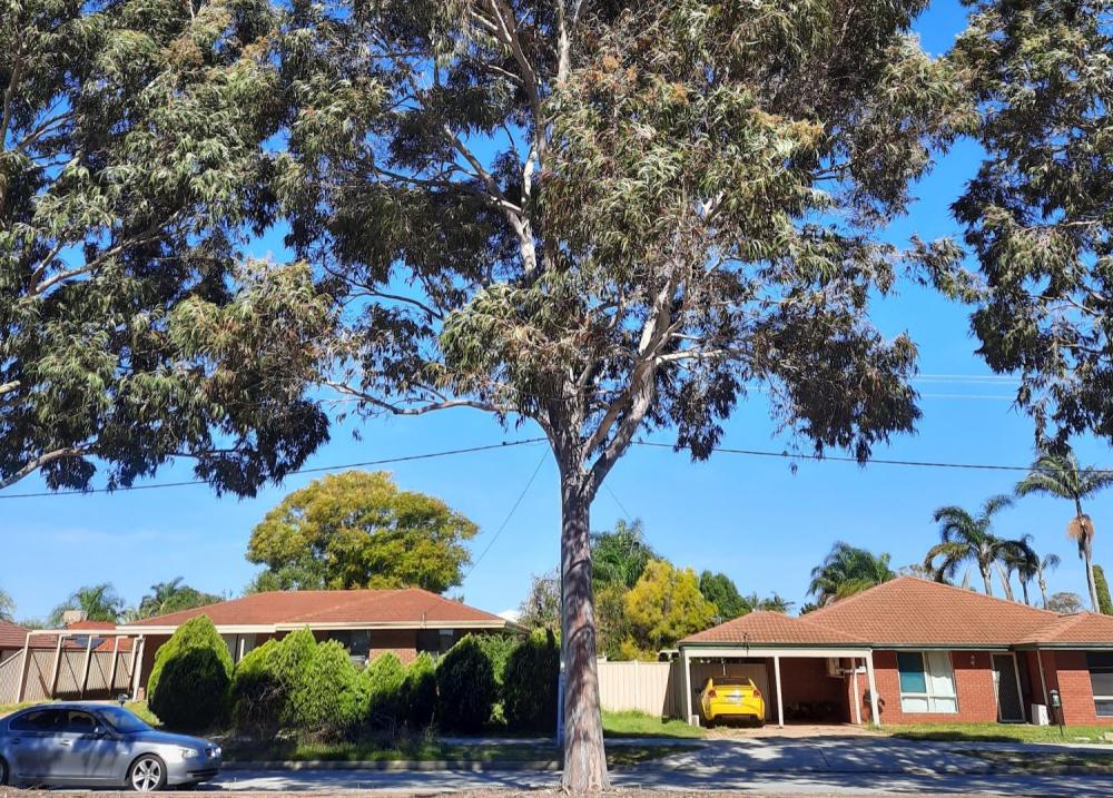 Tall street tree with wide canopy of green leaves