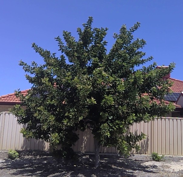 Small bushy tree with glossy leaves
