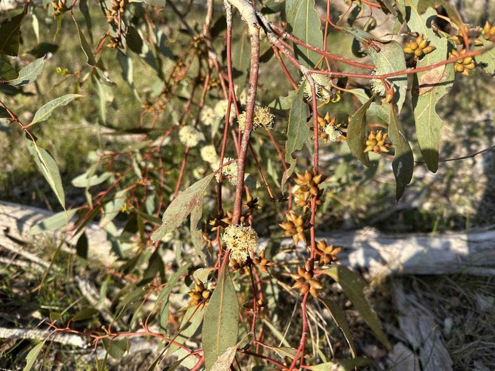 Log with dark red-brown twigs and yellow clusters of spiky flower buds