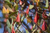 Pendulous red buds from twiggy branches with grey-green leaves