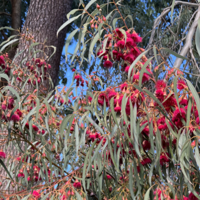 Red-Flowering Yellow Gum