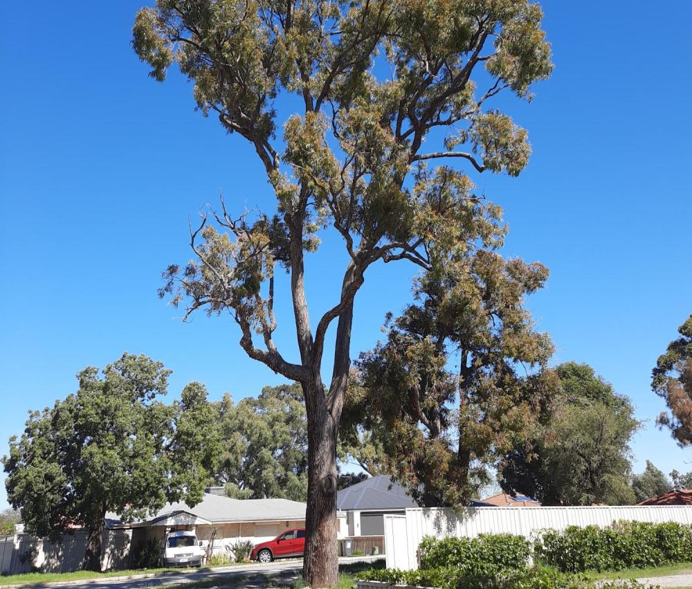 Tall narrow street tree with brown trunk