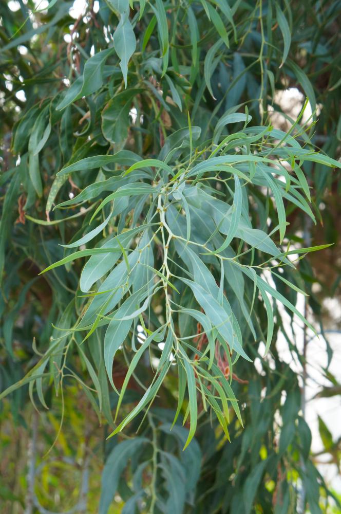 Thin green leaves on thin branch