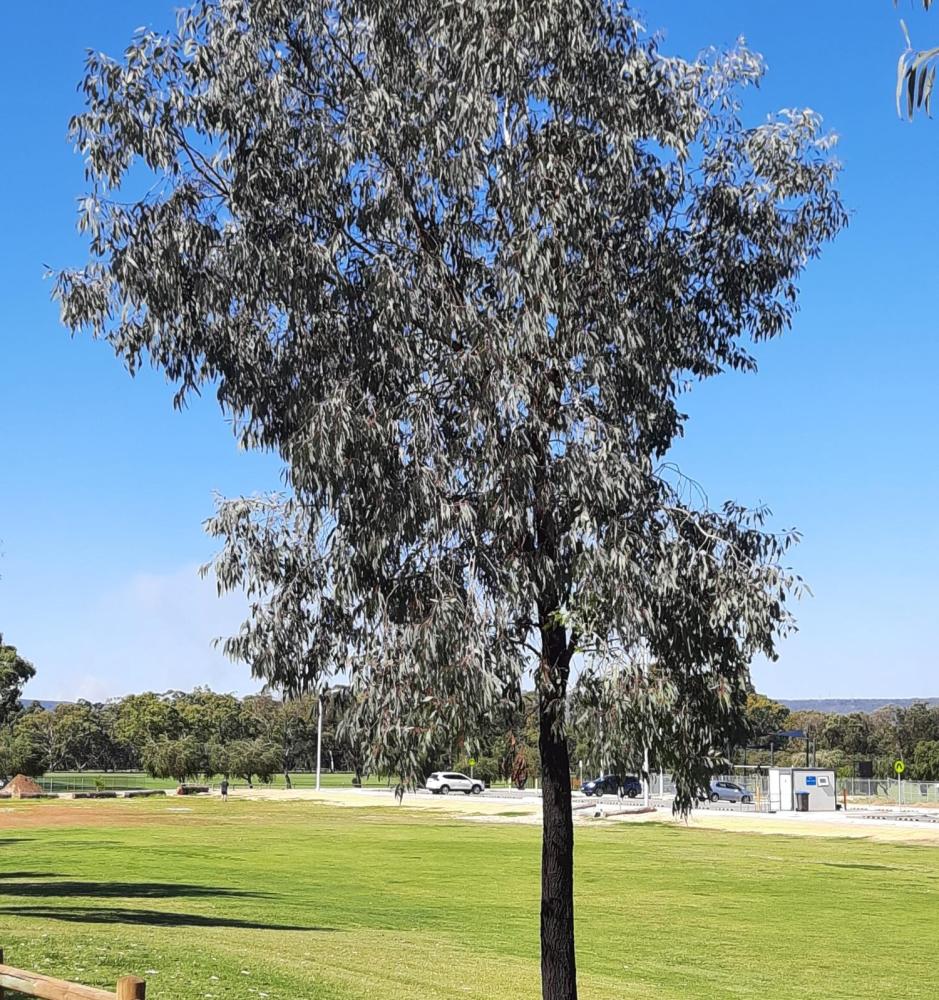 Thin trunked gum tree with grey-green leaves