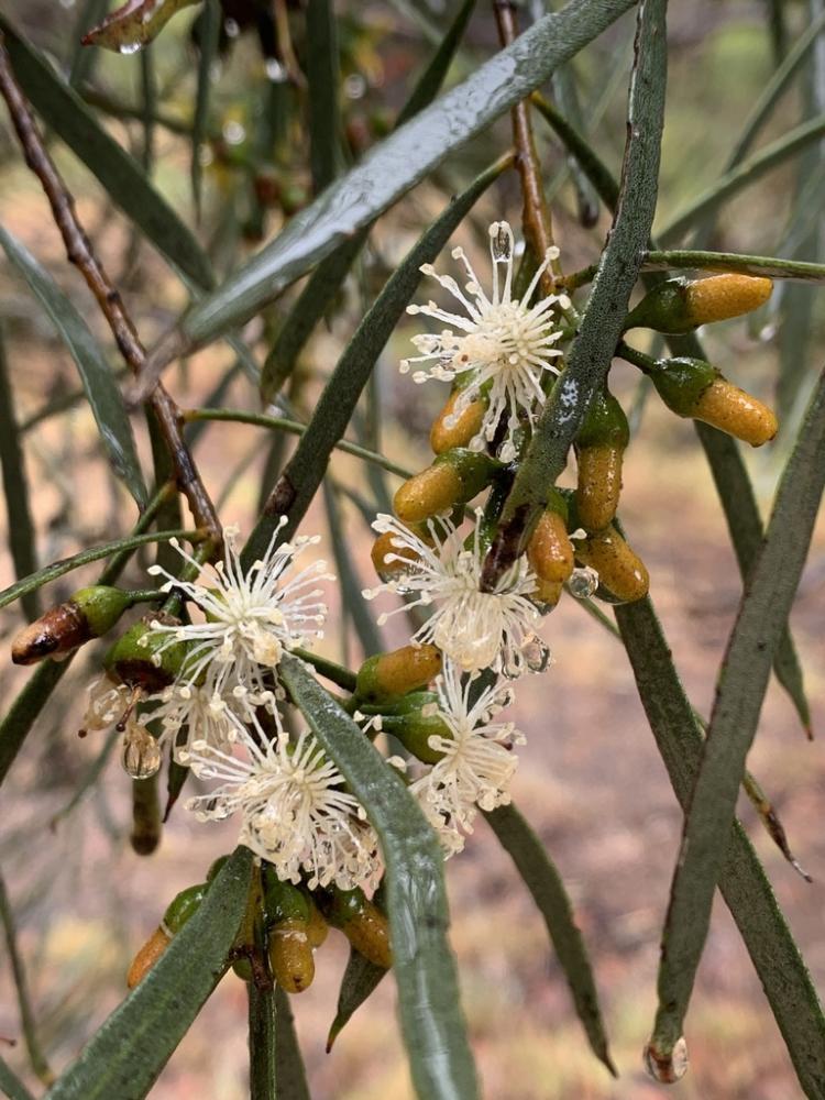 Thin dark green leaves with spiky white flowers and yellow conical flower buds