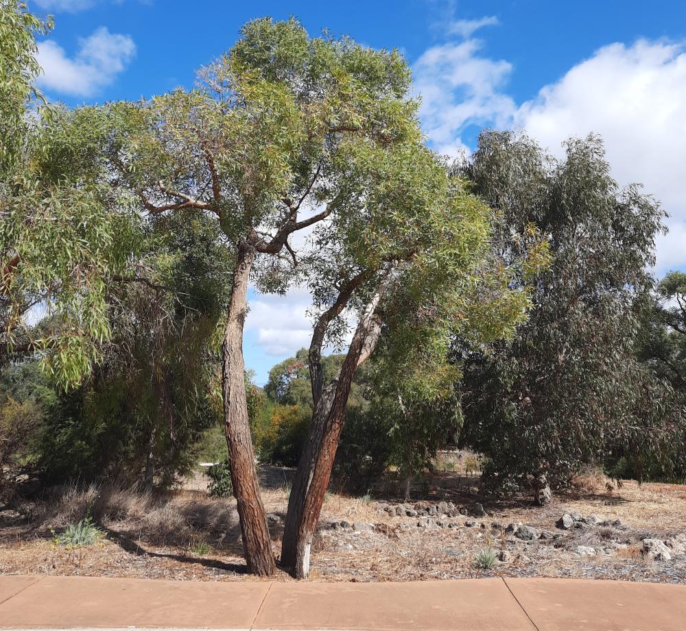 Two trunked tree with brown to grey trunk and clumps of leaves overhead