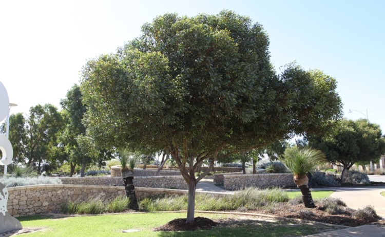 Thick rounded canopy of leaves over short trunk