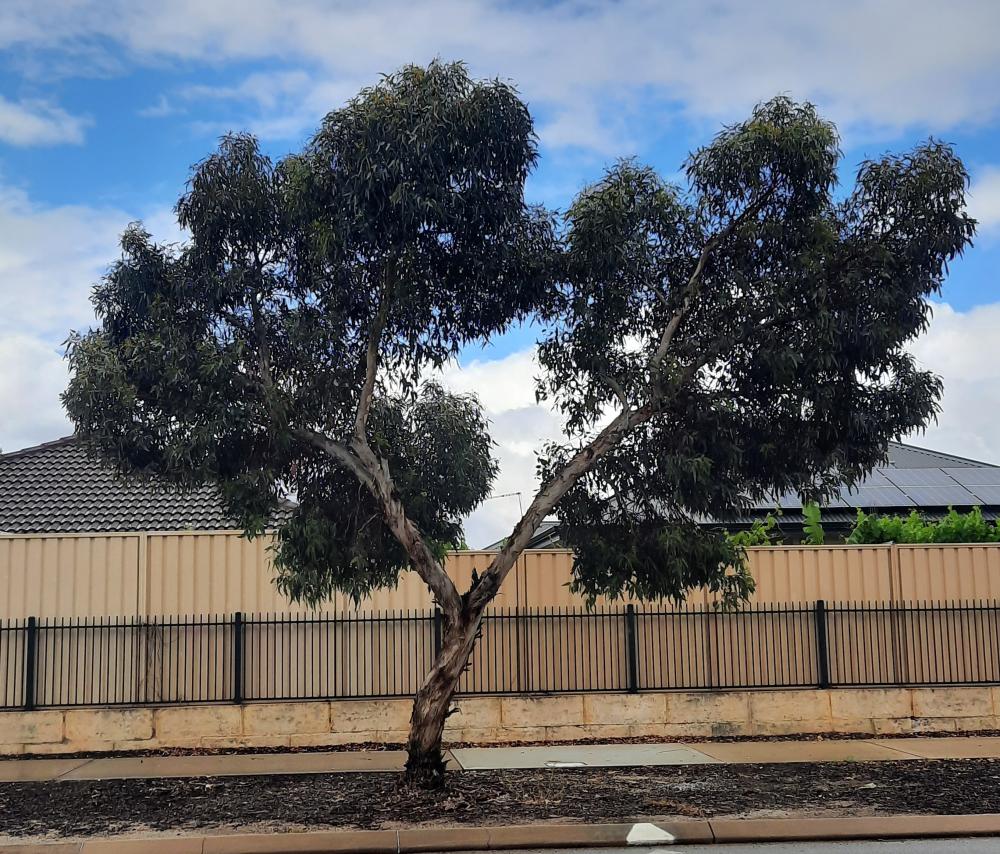 Tree trunk branching into two with dark green leaves