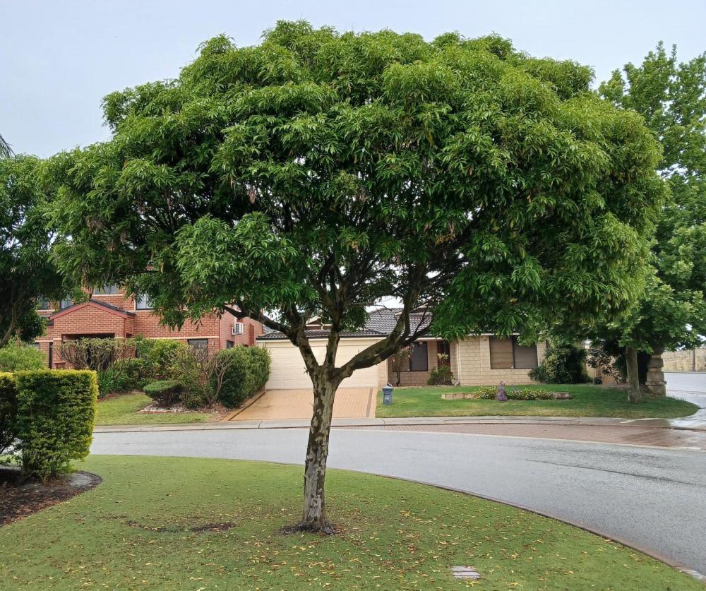 Mottled trunk branching out to clusters of bright green leaves