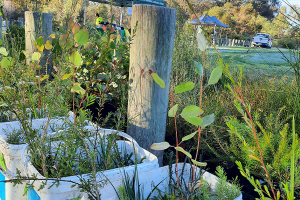Give our bushland a boost seedlings image