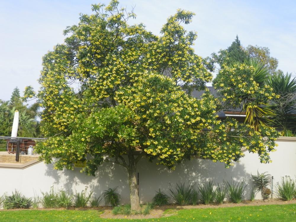 Lumps of yellow flowers over wide-canopied green leaves