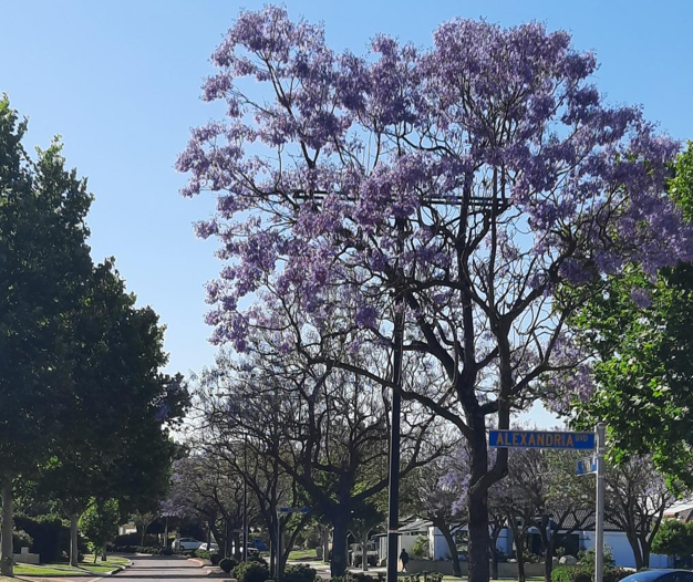 Lilac flowered avenue of trees