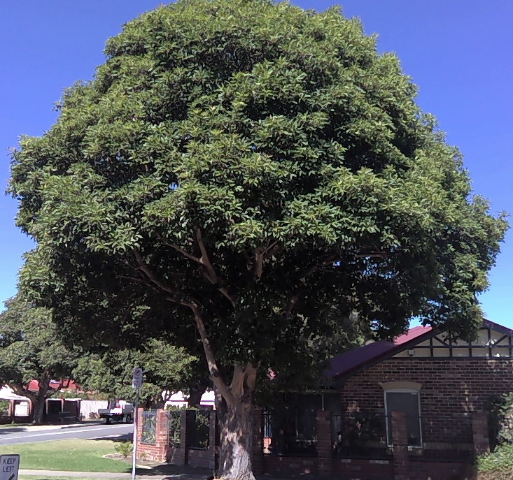 Thick canopy of dark green leaves over branching trunk