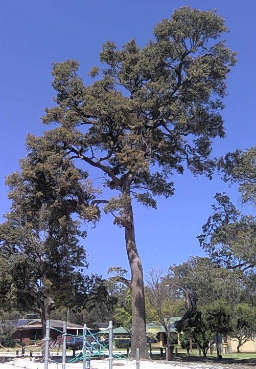 Tall tree with dark trunk behind playground