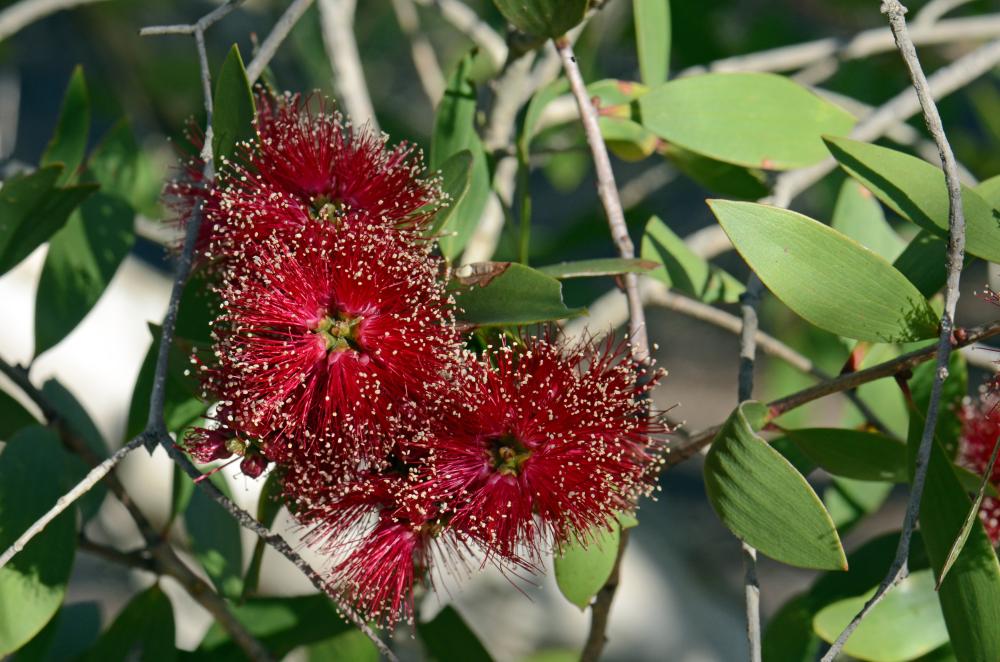 Red fluffy flowers with gold tips on thin grey branches with pointed leaves