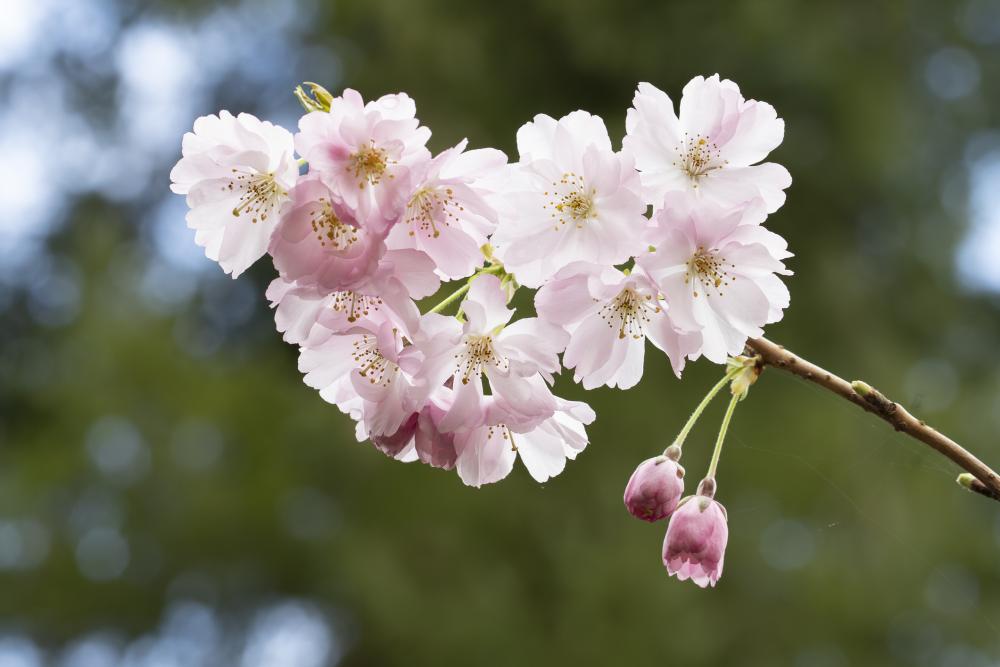 White to pink flowers on thin stem