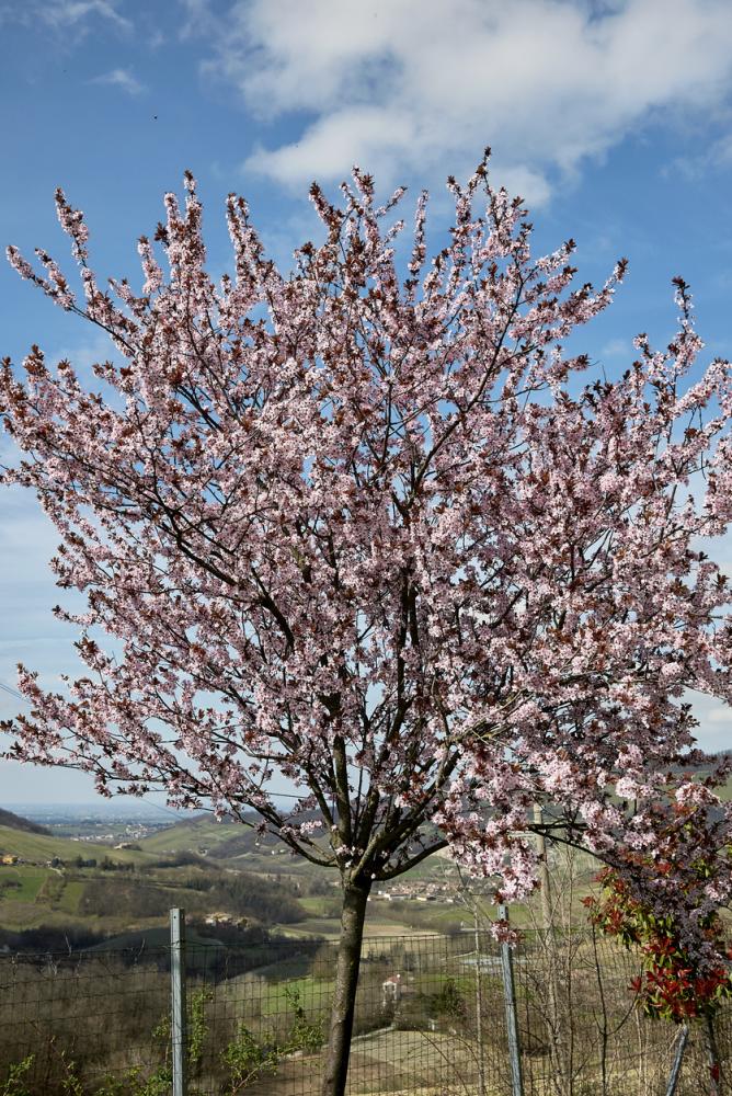 Thin dark trunk branching out to masses of pink blossoms