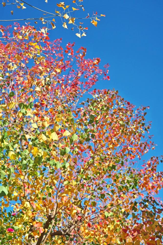 Small branches of leaves coloured green, yellow, orange and red