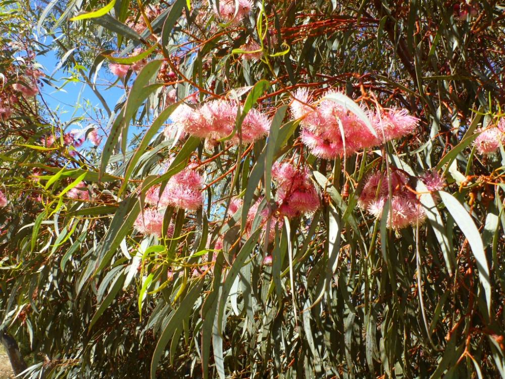 Long thin droopy leaves with fluffy bright pink flowers