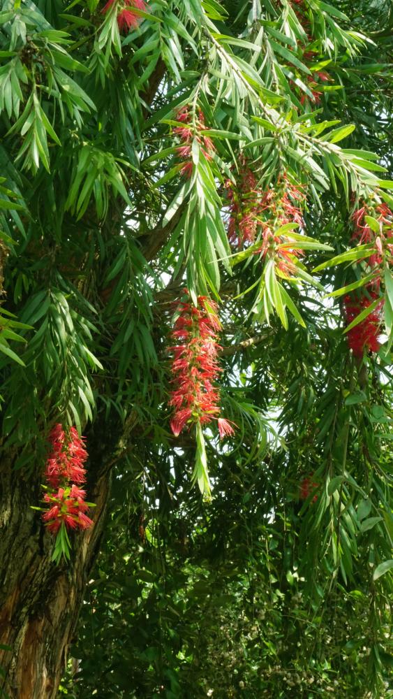 Drooping red bottlebrush-like flowers stemming from bright green leaves
