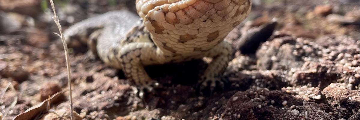 Bobtail Lizard