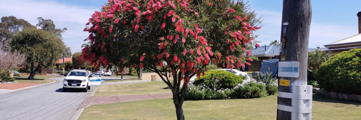 Street Tree