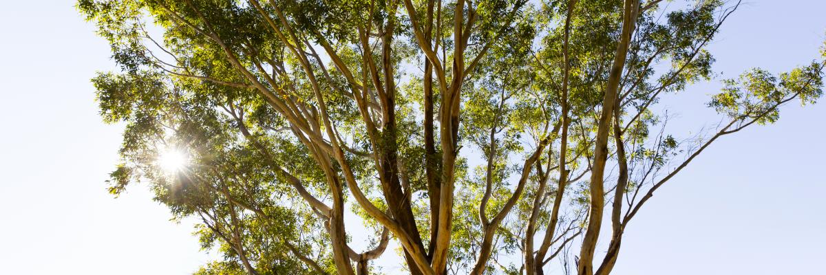 Eucalyptus tree