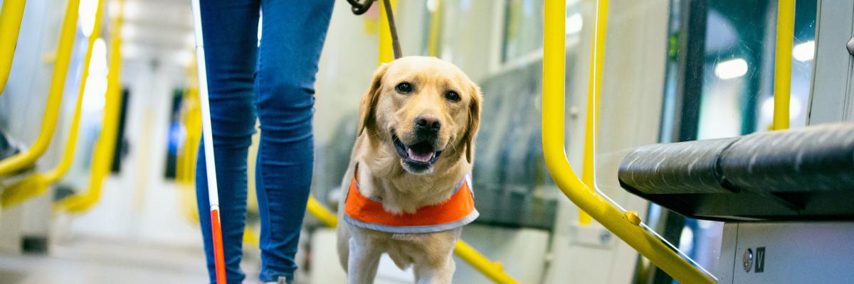 Guide Dog