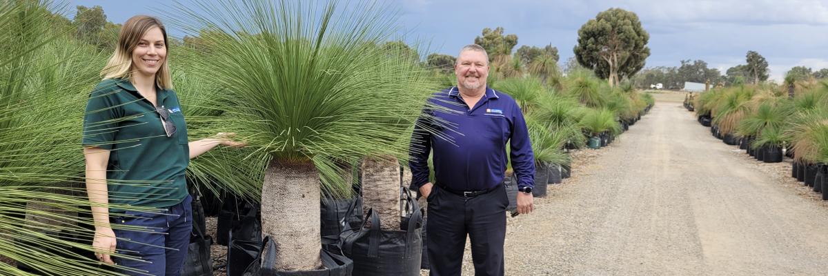 City of Gosnells Environmental Officer Rachel Fitzgerald and Coordinator Parks Operations Craig New inspecting the salvaged grass trees ready to be replanted in the City’s streetscapes and parks.