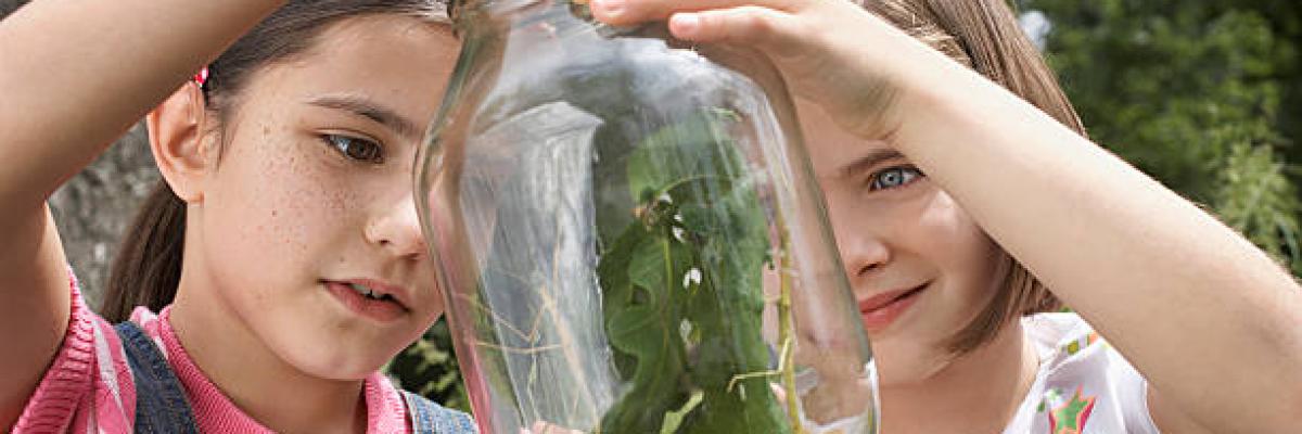 Children looking at bugs