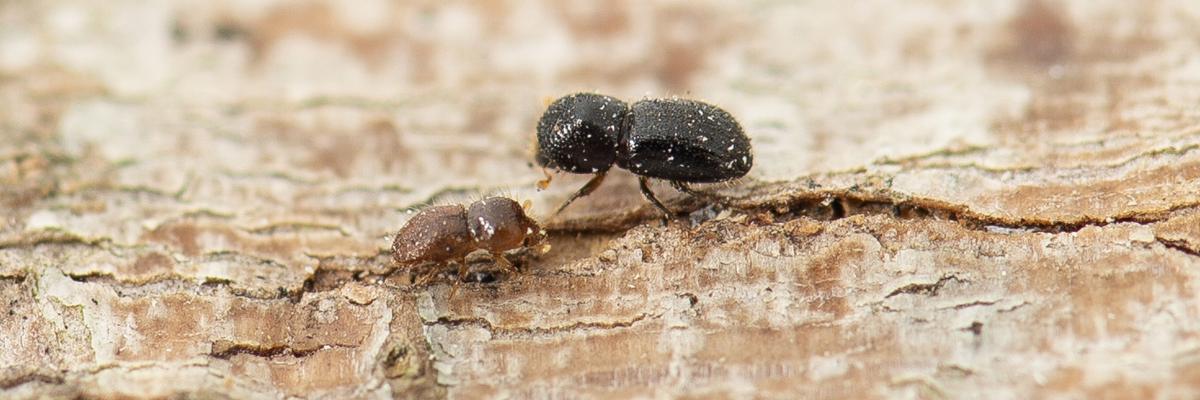 The City of Gosnells is assisting the Department of Primary Industries and Regional Development (DPIRD) to help stop the spread of the invasive pest Polyphagous shot-hole borer (PSHB) Euwallacea fornicatus.