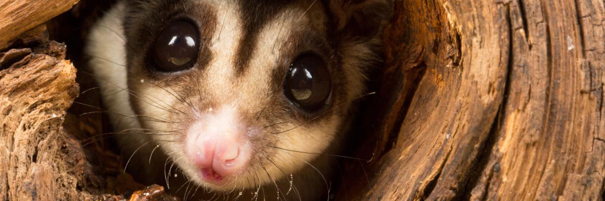 Sugar Glider