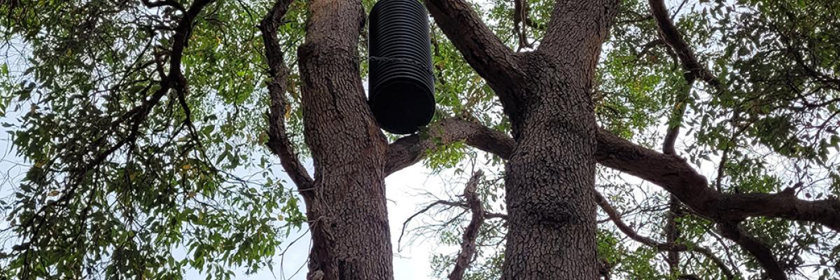 a cockatube artificial nesting hollow that has been installed by the City of  Gosnells in Huntingdale.