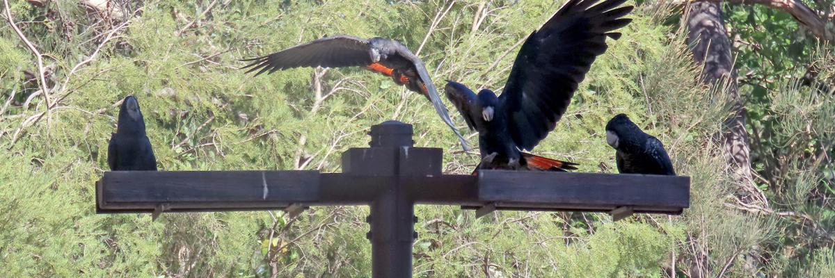 Forest Red-tailed Black Cockatoos have been drinking deep at a new bird waterer installed by the City of Gosnells at Mary Carroll Park.