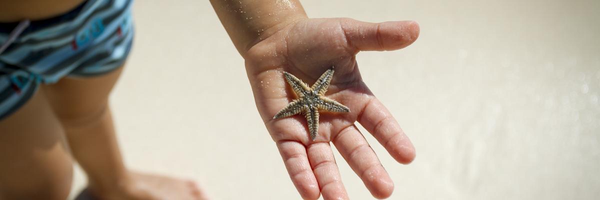 starfish
