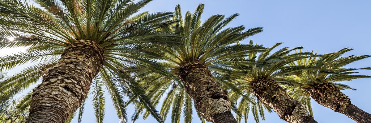 Palm trees