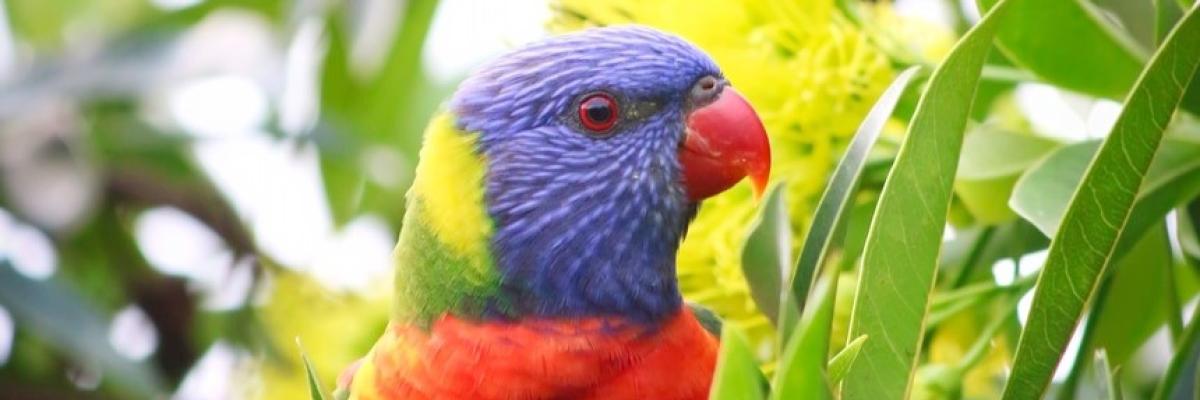 Rainbow lorikeet in bottlebrush bush bird