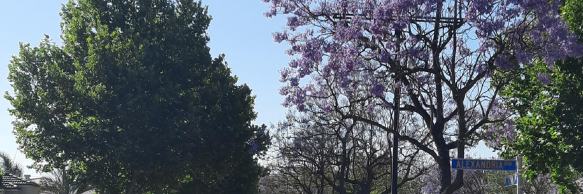 Street with line of plane trees on left, jacarandas through the median strip
