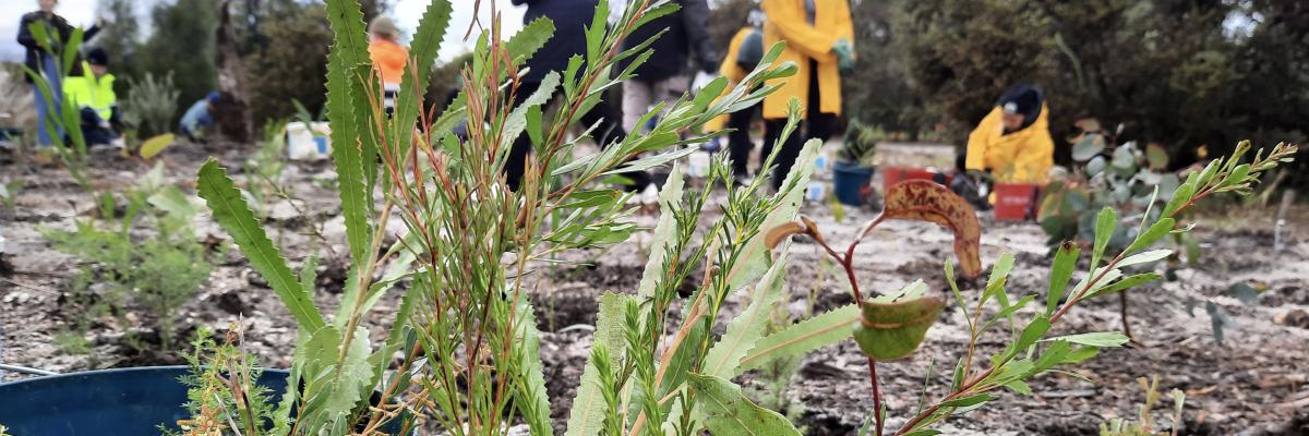 National Tree Day - native plants