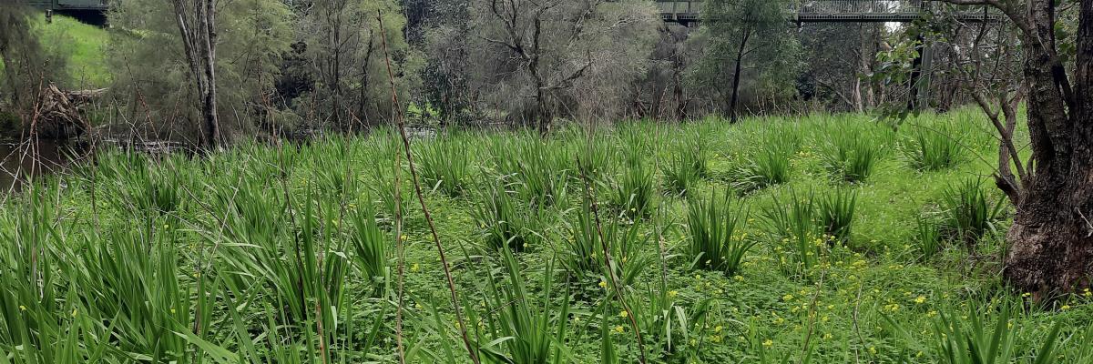 South of Corfield Restoration project