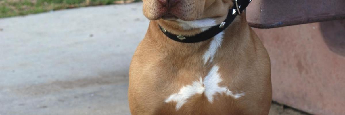 Pit bull terrier being restrained